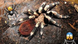 Nhện tarantula red and whiteNhandu Chromatus [upl. by Nilde]