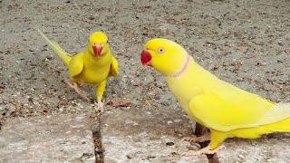 Roseringed parakeet multi colours Birds Video Animal life [upl. by Esdnil]