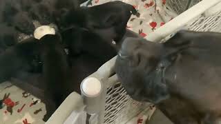 Puppies 4 weeks old canecorso [upl. by Verina444]