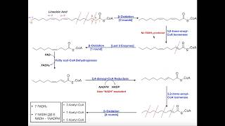 Beta Oxidation of a Polyunsaturated Fatty Acid Linoleic Acid [upl. by Bosson]