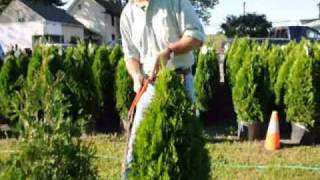 Take a look at how we trim arborvitae [upl. by Eltsirk]