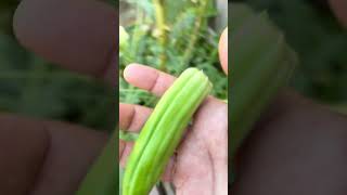 Okra Next To Indian Borage panikoorka okra ladyfinger [upl. by Anaugal]