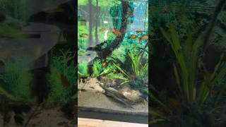 How to make 100ths of platys at home tutorial platy fish fishtank breeding feelgoodsongs [upl. by Eetnom]