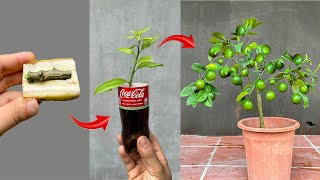 Summary of techniques for propagating lemon trees from branches using some simple rooting stimulants [upl. by Epotimet193]