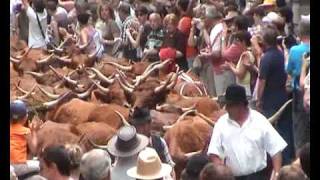 TRANSHUMANCE FESTIVAL ALLANCHE THE AUVERGNE [upl. by Llebana826]