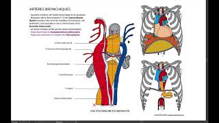 12 Artères bronchiques [upl. by Shep]