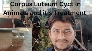 Corpus Luteum cyst Luteal cyst Janwr ka heat me na ana Treatment of luteal cyst Ovarion disease [upl. by Teresa]