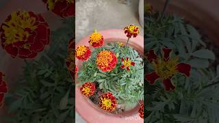 Repotting of two colours marigoldmarigold purelyplanted terracegraden winterfloweringplant [upl. by Arama]