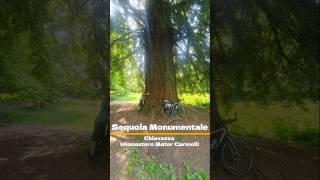 Sequoia monumentale di Chiavazza🌳a due passi da Biella nel parco vicino a monastero 4k UHD [upl. by Idona]