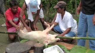 Philippine Pig Roast Preparing the Pig [upl. by Ativ]