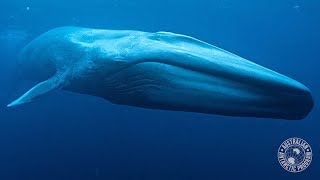 Whales krill amp the power of poo [upl. by Aerdnuahs556]