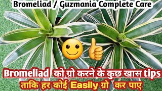 Bromeliad Plant CareGuzmania Plant growing tips Propagation Watering Soilmix Fertilizer [upl. by Llehsyar467]