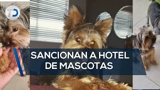 Sancionan a hotel de mascotas por caso ‘Teo’ [upl. by Robena]