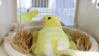 How I breed canaries  mistakes that can destroy your CANARY BREEDING SEASON [upl. by Hylton]