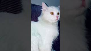 my cat reaction on cat sound 🤣 🤣 cutykitty shorts cat catsound shortfeed 2 angrycatsound [upl. by Kirsten]