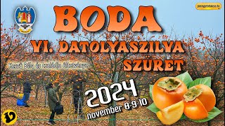 🇭🇺 BODA  Datolyaszilva szüret 2024 🍑🥭 boda datolyaszilva szüret [upl. by Rufina]