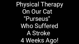 Physical Therapy On Our Cat quotPurseusquot Who Suffered a Stroke [upl. by Tacita]