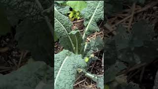 Harvesting Dino Kale gardeningwithbarchuckin lacinato shorts [upl. by Yadahs]