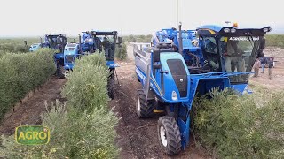 Innovación tecnología y calidad en la producción de olivos en La Rioja 924 20210417 [upl. by Enelrahc]