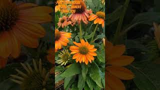 Coneflower Beautiful color looks like a sunset 🌇 saw at Green Acres 😍 plants flowers flower [upl. by Borras]