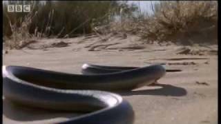 How snakes move amp run  Serpent  BBC Animals [upl. by Razatlab]