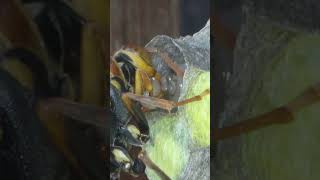 Paper Wasp Queen Feeds Large Meat Piece to Larvae [upl. by Aleibarg35]