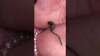 Rat Tailed Maggot [upl. by Ebony]