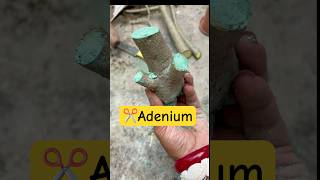 ✂️এডেনিয়াম এর বনসাই😲Adenium Bonsai care🌱Desert Rose Bonsai plant garden bonsai [upl. by Isaak]