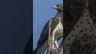 Martial eagle Polemaetus bellicosus Matetsi Safari Area Zimbabwe [upl. by Orvah]