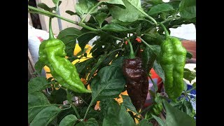 2017 Super Hot Peppers Growing Season  Ep 08  We Have Fruits [upl. by Leuas]