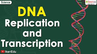 DNA replication  Learn About the Replication and Transcription of DNA Deoxyribonucleic acid iKen [upl. by Latoniah]