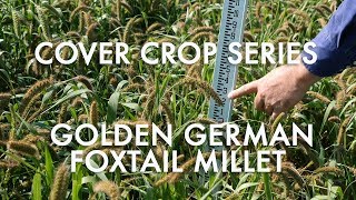 Golden German Foxtail Millet Noble Cover Crop Series [upl. by Gusba30]