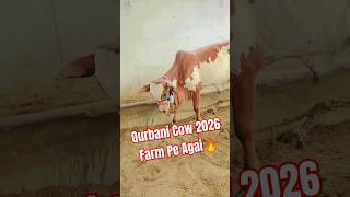 Qurbani Cow 2026 Farm Pe Agai🔥youtubeshorts cattlefarm animals bakraeidspecial 1millionviews [upl. by Whallon]