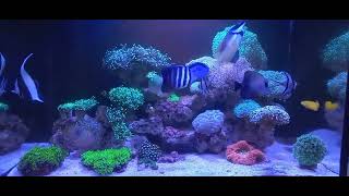 aquarium air laut filter belakang 60x50x40 [upl. by Frodine453]