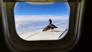 Duck Takes Flight on Airplane Wing [upl. by Otnas403]