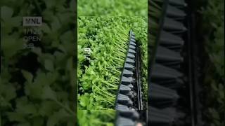 Coriander cultivation on seedling tray  smartfarming urbangardening  shorts [upl. by Frechette]