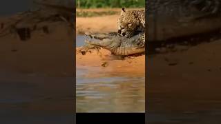 Capybara Witnesses Shocking Predator Showdown [upl. by Clary]