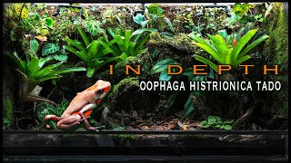 IN DEPTH Oophaga histrionica Tado [upl. by Howarth]