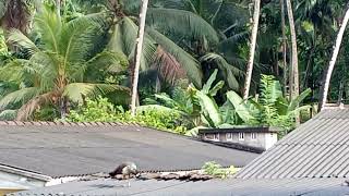 Peahens on roof [upl. by Eidnam275]