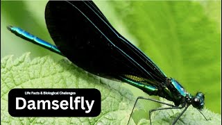 Understanding Damselfly Behavior Mating Feeding and Migration [upl. by Sherilyn]