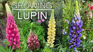 Lupin Flower  How To Grow Lupin Flower Plants  Lupine [upl. by Aij]