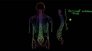 Axial skeleton  Locomotion and movement  Biology  Khan Academy [upl. by Bottali]