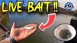 LIVE BAIT At The Dam [upl. by Engamrahc]