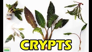 HOW TO KEEP CRYPTS in the planted tank crypt wendtii bronze [upl. by Alexandre]