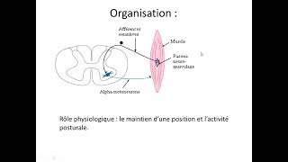 Le tonus musculaire et les reflexes spinaux [upl. by Chapell]