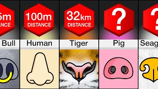 Comparison Animals Ranked By Sense Of Smell [upl. by Innavoig801]