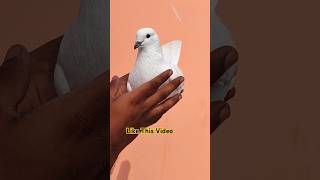 Top High Flyer Kabootar  pigeonvideo pigeonstatus youtubeshorts [upl. by Romelda]