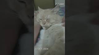 Lovely cat like share subscribe my YouTube channel short viral video Animalsworld6397 [upl. by Hannala]