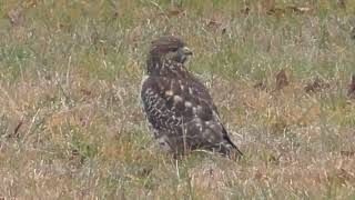 BroadWinged Hawk Hunting part 2 Ground Game [upl. by Drawde]