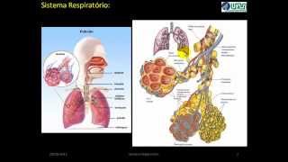 Embriologia do Sistema Respiratório VÍDEO AULA [upl. by Childs]